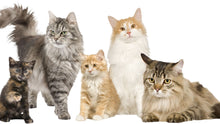 Load image into Gallery viewer, Facebook Custom Audience - Consumers &gt; Behavioral &gt; Interests &gt; Cats Lovers